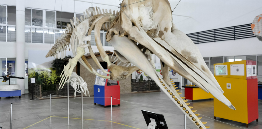 Último dia para inscrições nos cursos da Seara da Ciência