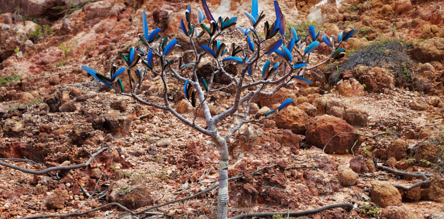 Novas exposições abrem hoje (29) no Dragão do Mar