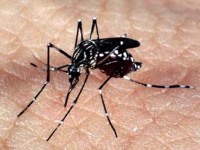 aedes_dengue_zika