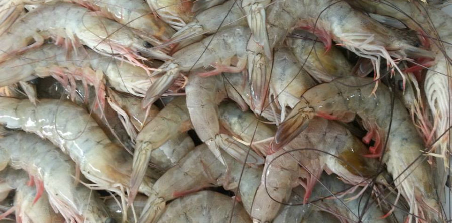 Vírus da mancha-branca afeta cultivo de camarão no Ceará