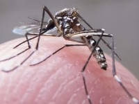 O mosquito é vetor dos vírus da zica, dengue e chikungunya (Foto: Reprodução/Internet)