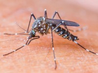Formas de impedir que larvas do mosquito da dengue cresçam foram pauta do Saúde da Gente (Foto: Reprodução/Internet)