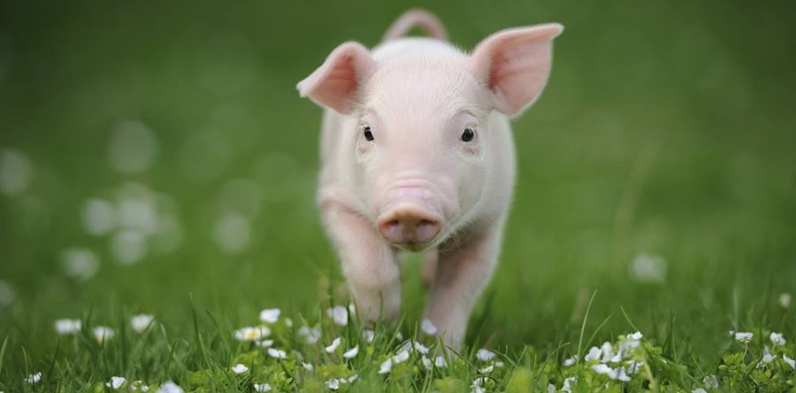 Veganismo: uma vida sem exploração animal