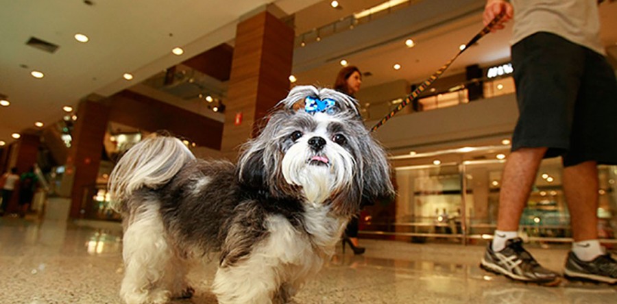 A nova família brasileira