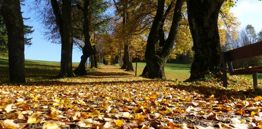 Programa SBPC No Ar fala sobre estações do ano