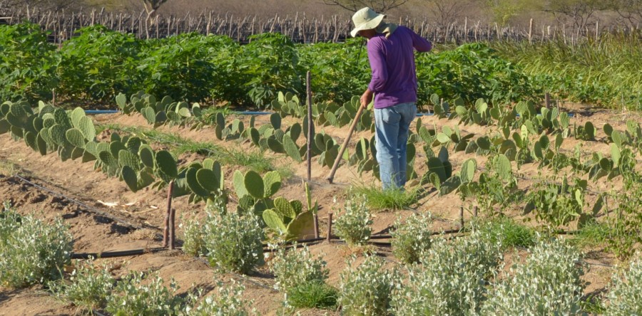 <Em> Mundo do Trabalho </Em> debate sobre a Reforma Agrária