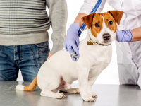 O câncer de próstata é uma doença silenciosa tanto no homem quanto no cão, o diagnóstico precoce é fundamental para manter a saúde e o bem-estar dos animais (Foto: Reprodução/Internet)