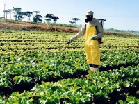 No dia 10 de abril de 2019, o Ministério da Agricultura permitiu a utilização de mais de 30 novos tipos de agrotóxicos. Em 100 dias de governo, mais de 150 substâncias já foram liberadas (Foto: Divulgação/Seab-Paraná)