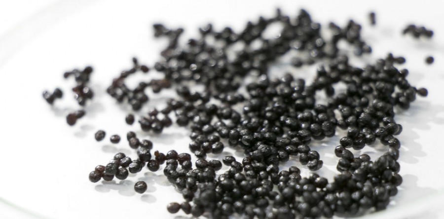 Ouça 2ª parte da matéria do Líquido da Casca da Castanha-de-Caju