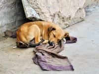 Segundo a Coordenadoria Especial de Proteção e Bem-Estar Animal de Fortaleza, 132 mil cães e gatos são vítimas de maus-tratos na capital cearense (Foto: AlxeyPnferov/iStockphoto)