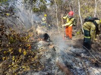 Segundo especialistas, a área da Floresta Nacional do Araripe atingida por incêndios no final de 2019 levará, aproximadamente, 30 anos para ser recuperada (Foto: PrevFogo/Divulgação)