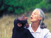 Jane com o chimpanzé Uruhara, em 1996. A cientista é considerada a maior especialista do mundo em chimpazés, estudando-os na área de comportamento animal (Foto: Michael Neugebauer)