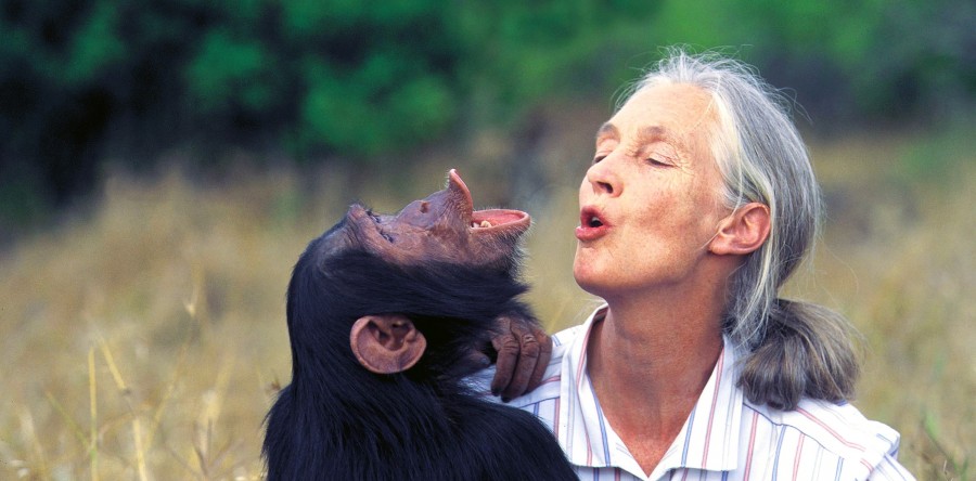 Cientista Jane Goodall celebra 86 anos: relembre trajetória