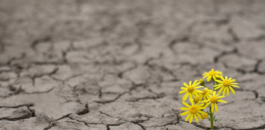 Você sabe o que é resiliência?