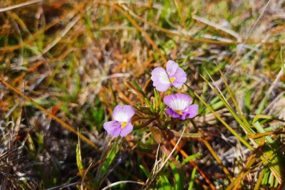 A Bacopa Cochlearia é uma espécie de planta endêmica do Ceará encontrada na Sabiaguaba. Espécies endêmicas são aquelas encontradas exclusivamente em uma única região geográfica. A planta se encontra em extinção (Foto: Bruno Guilhon)