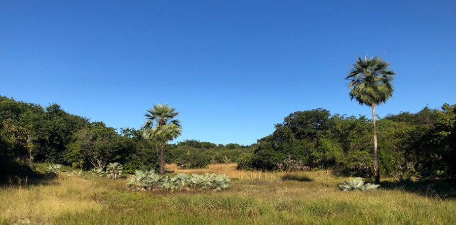 Sabiaguaba: conheça a importância das dunas para Fortaleza