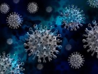 Todas as evidências em relação a vírus anteriores semelhantes apontam que o novo coronavírus (Sars-Cov-2) tem origem animal (Foto:  Gerd Altmann por Pixabay)
