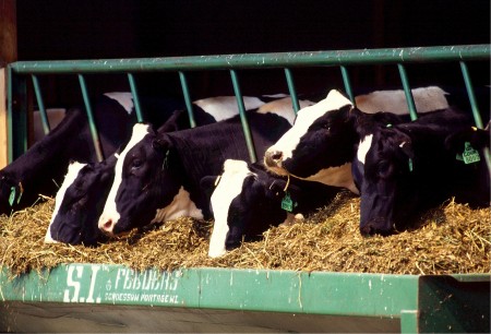 A mesma expansão da fronteira agrícola demandada para a produção de grãos e para a pecuária são causas do aquecimento global e também motor constante de pandemias e epidemias (Foto: Divulgação)