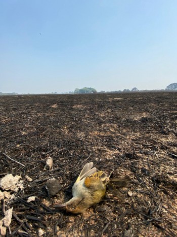 As queimadas colocam em risco a vida de aves, pois elas perdem seus ninhos e fonte de alimento (Foto: Arquivo Pessoal/Viviane Layme)