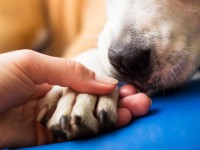 É considerado crime o uso de animais em shows que possam lhes causar lesão, pânico ou estresse (Foto: Getty Images/iStockphoto)