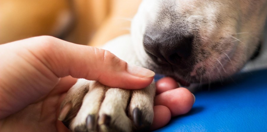 Abril Laranja: mês de combate aos maus-tratos a animais