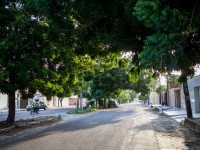 Para o professor da UFC Newton Becker é preciso entender a arborização como parte de uma infraestrutura em que o poder público e a sociedade civil organizada devem estar envolvidos (Foto: Igor de Melo/Vós)