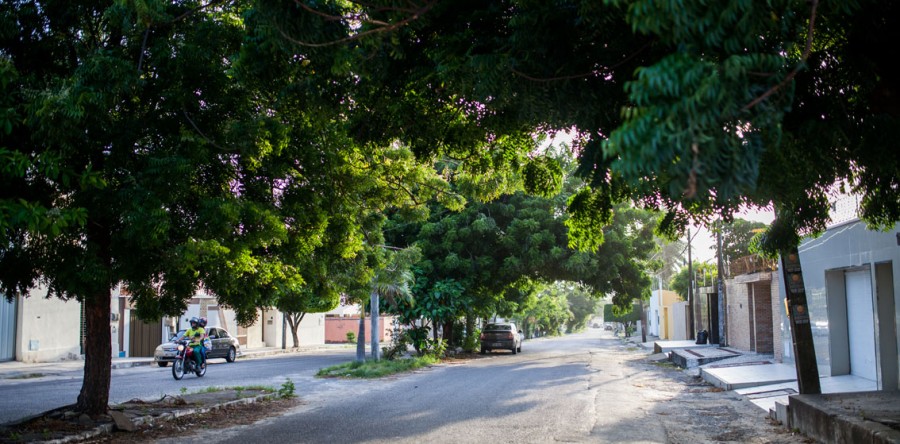 Pesquisadores questionam dados de arborização em Fortaleza