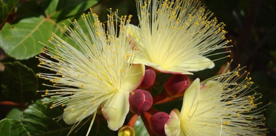 UFC participa da criação do Inventário da Flora Cearense