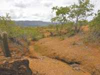 No Ceará, existem 94 unidades de preservação da caatinga nos níveis federal, estadual e municipal (Foto: Reprodução/Internet)