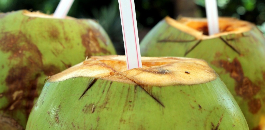 Conservação da água de coco é tema de pesquisa na UFC