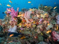 O projeto intitulado “Florestas de Animais Marinhos do Mundo”, em tradução para o português, será coordenado por Sergio Rossi. Ele é professor visitante no Programa de
Pós-Graduação em Ciências Marinhas Tropicais do Labomar - Instituto de Ciências do Mar da Universidade Federal do Ceará (Foto: Reprodução/Internet)