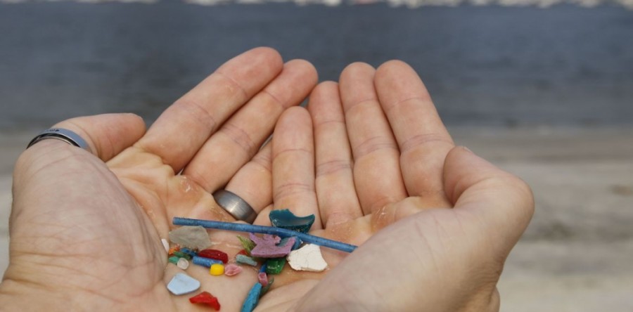 UFC estuda ingestão de microplásticos por peixes marinhos