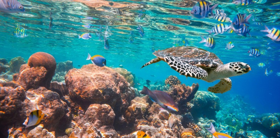 Votação aberta para mascote da Década do Oceano no CE