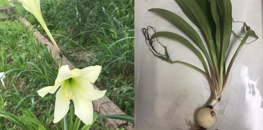 Estudo da UFC aborda propriedades medicinais da açucena