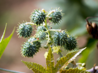 Os peptídeos foram criados a partir de proteínas encontradas em plantas como mamona (Foto: Pixabay)