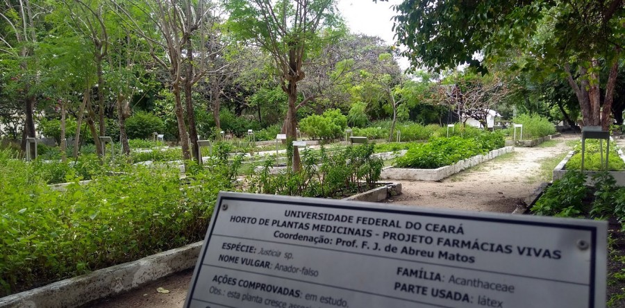 PL pretende criar o Dia Nacional da Planta Medicinal