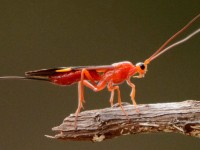 O lançamento do Inventário da Fauna: Invertebrados do Ceará acontecerá hoje (10), às 14h, no canal da SEMA no Youtube (Foto: Reprodução/Internet)