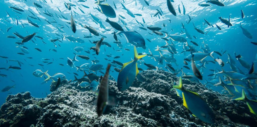 Economia Azul: Sustentabilidade e Economia do mar