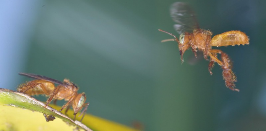 Agência UFC: levantamento de abelhas-sem-ferrão do CE