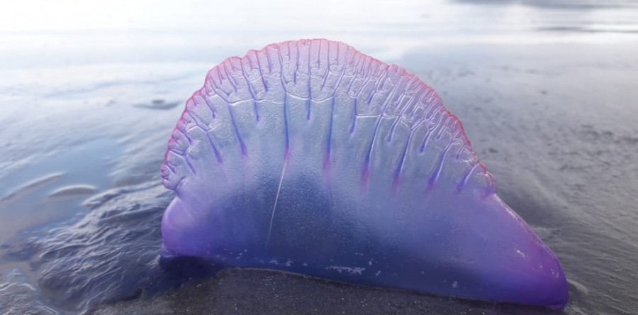 Saiba o que fazer em caso de queimadura de Caravela