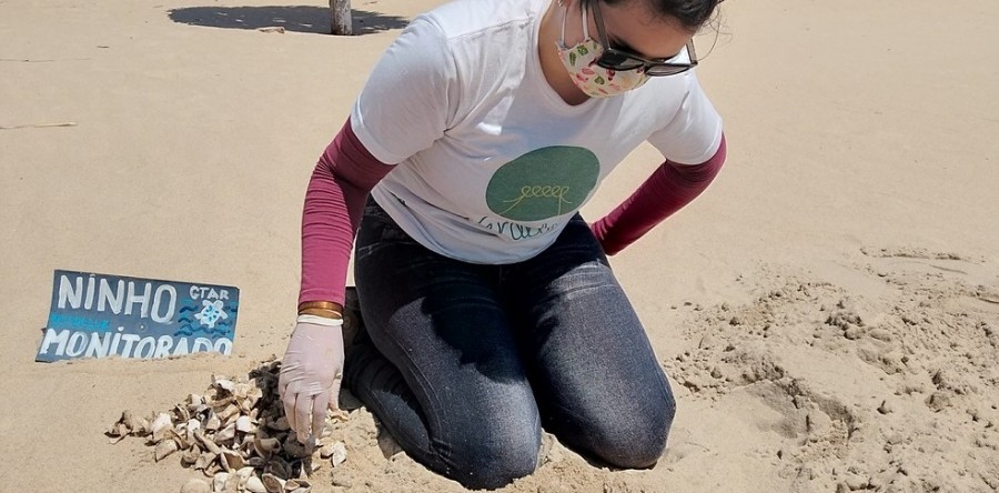 PL pretende proteger tartarugas marinhas na Praia do Futuro