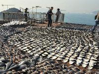 Além do consumo insustentável, existem os riscos para a saúde humana. Ao longo da cadeia alimentar, tubarões e raias acumulam metais pesados, a exemplo do mercúrio (Foto: Reprodução/Internet)