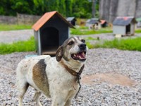 Abandonar ou maltratar animais é crime previsto em lei.
A pena de detenção, que era de até um ano, agora é de até até cinco anos (Foto: Reprodução/Internet)