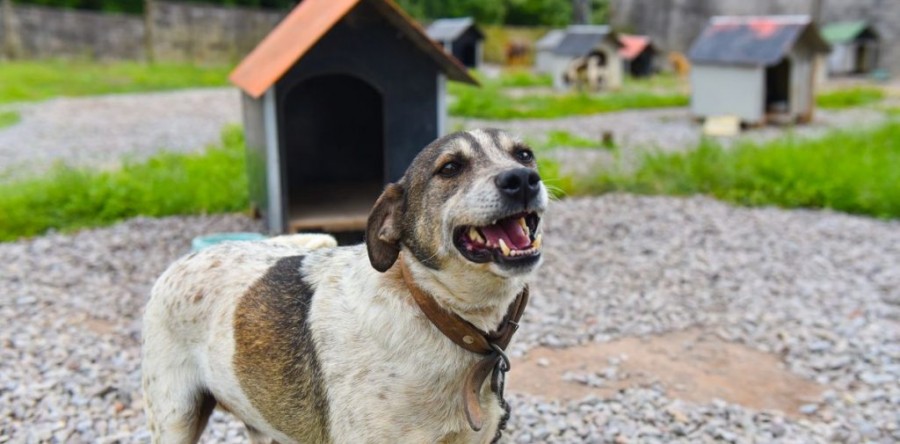 Dezembro Verde: campanha contra abandono de animais
