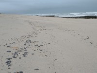 As análises devem demorar cerca de duas a três semanas.
A recomendação imediata é que as praias sejam limpas e isoladas (Foto: Reprodução/G1CE)