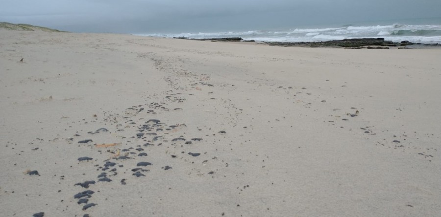 Labomar analisa óleo que apareceu no litoral cearense