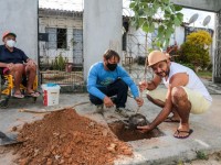 O Programa Árvore na Minha Calçada oferece, de forma gratuita, 13 espécies nativas, entre flamboiãs e ipês (Foto: Rodrigo Carvalho/Prefeitura de Fortaleza)