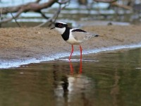 O evento estimula a prática de observação de aves e vai contar com a participação de criadores, guias,  profissionais que tem como hobby essa atividade, entre outros (Foto: Fábio Nunes)