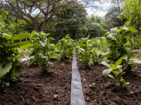 As oficinas farmacêuticas abordam desde o cultivo de plantas medicinais e a diferença entre elas, até o preparo adequado de remédios caseiros, passeando pelo programa Farmácias Vivas (Foto: Ribamar Neto/UFC)