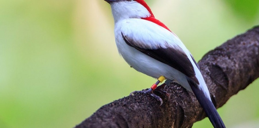 Ave exclusiva do Ceará está ameaçada de extinção